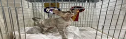 Devon Rex cats for sale: Beautiful 5-Years-Old girl Retired Breeding Queen - Advert 5