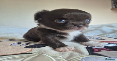 Chihuahua dogs - Advert 9