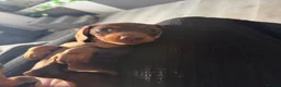 Miniature Dachshund dogs for sale: 3 Mini Daxi Puppies ready to leave - Advert 6