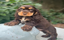 Cocker Spaniel dogs for sale: Stunning show cocker spaniels  - Image 9