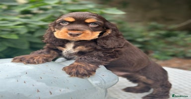 Cocker Spaniel dogs - Advert 10