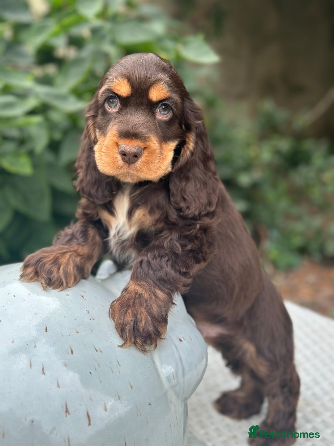 Cocker Spaniel dogs for sale: Stunning show cocker spaniels  - Image 9