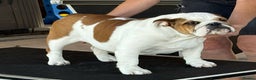 English Bulldog dogs for sale: Beautiful Ten months old bulldog  - Advert 2