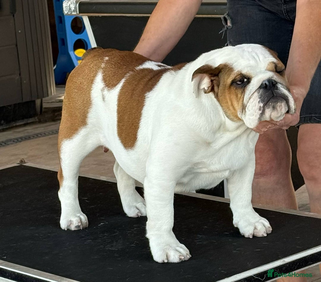 English Bulldog dogs for sale: Beautiful Ten months old bulldog  - Advert 2