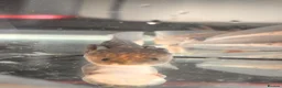 Axolotl reptiles for sale: Black Meleniod axolotls   in Caldicot - Advert 10