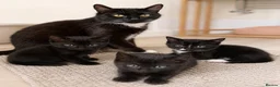 Mixed Breed cats for sale: Three Midnight Cuddles in London - Advert 4