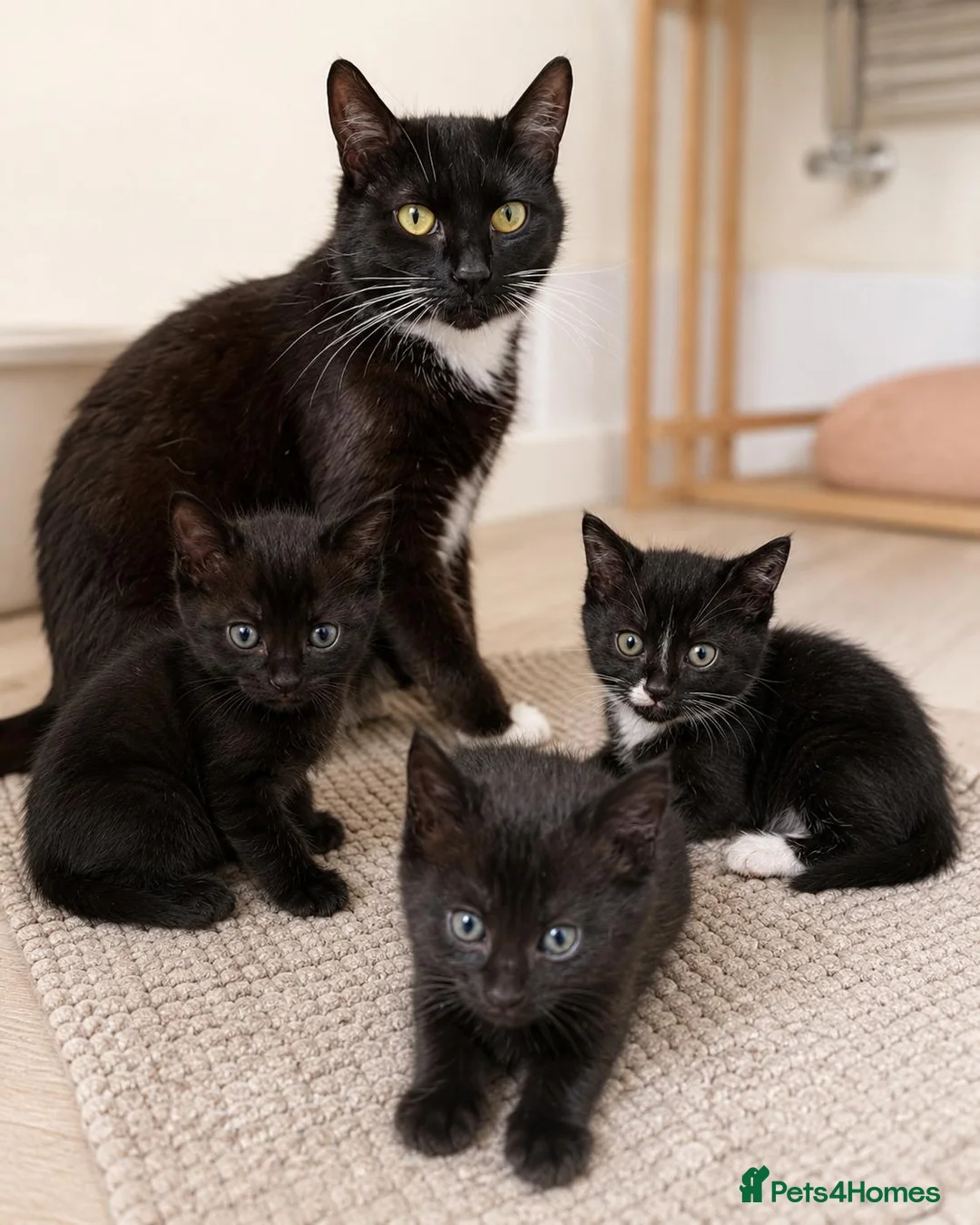 Mixed Breed cats for sale: Three Midnight Cuddles in London - Advert 4