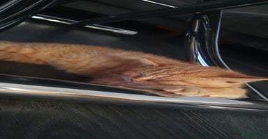 British Shorthair cats - Advert 13