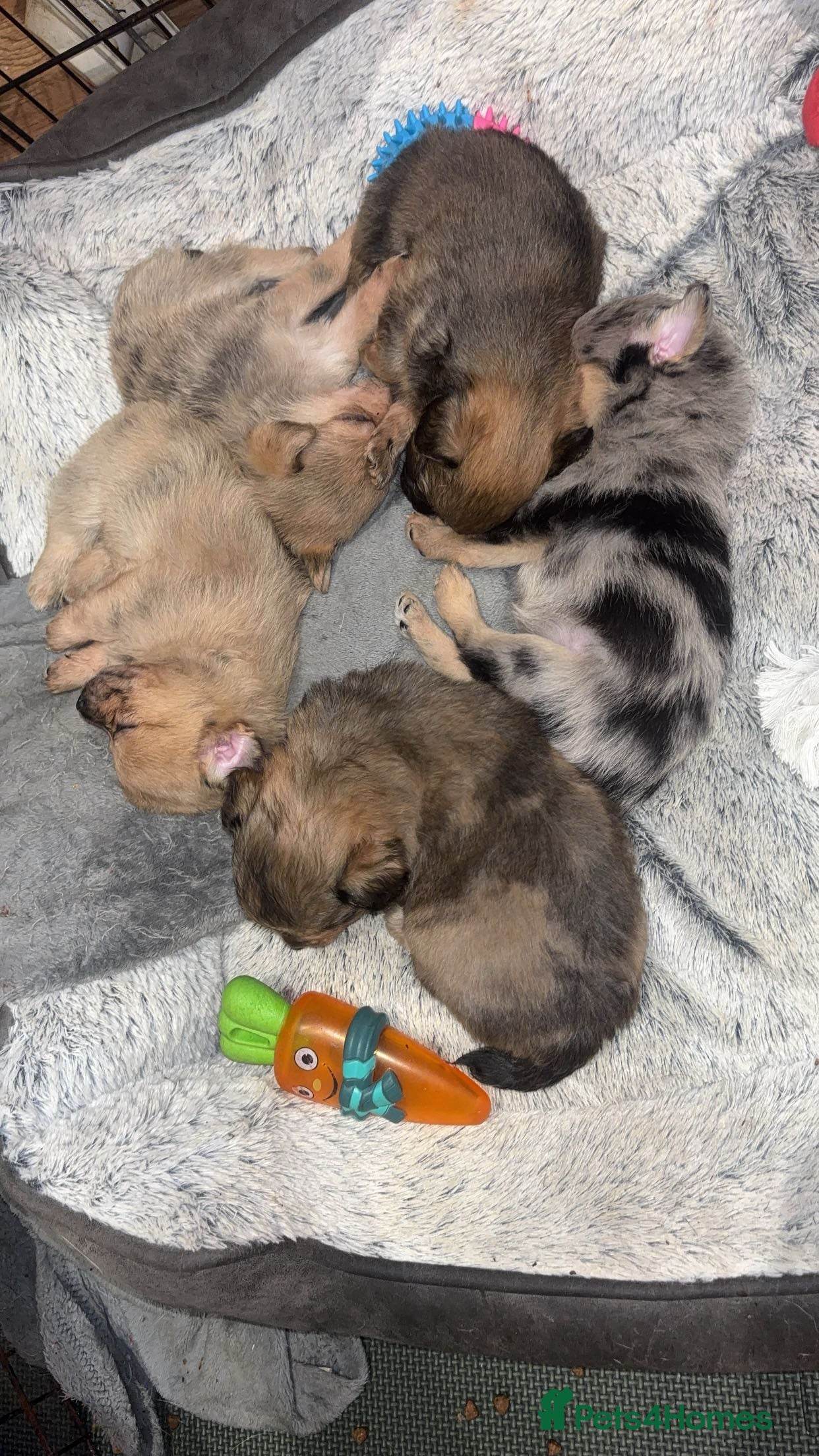 Chihuahua dogs MERLE CHIHUAHUAS 🐶 2 BOYS 1 GIRL STILL AVAILABLE - Advert 1