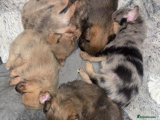 Chihuahua dogs MERLE CHIHUAHUAS 🐶 2 BOYS 1 GIRL STILL AVAILABLE - Advert 1