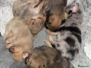 Chihuahua dogs READY TO LEAVE 🐶 - Advert 2