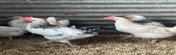 Hens poultry for sale: Light Sussex pure and crossed - Advert 2