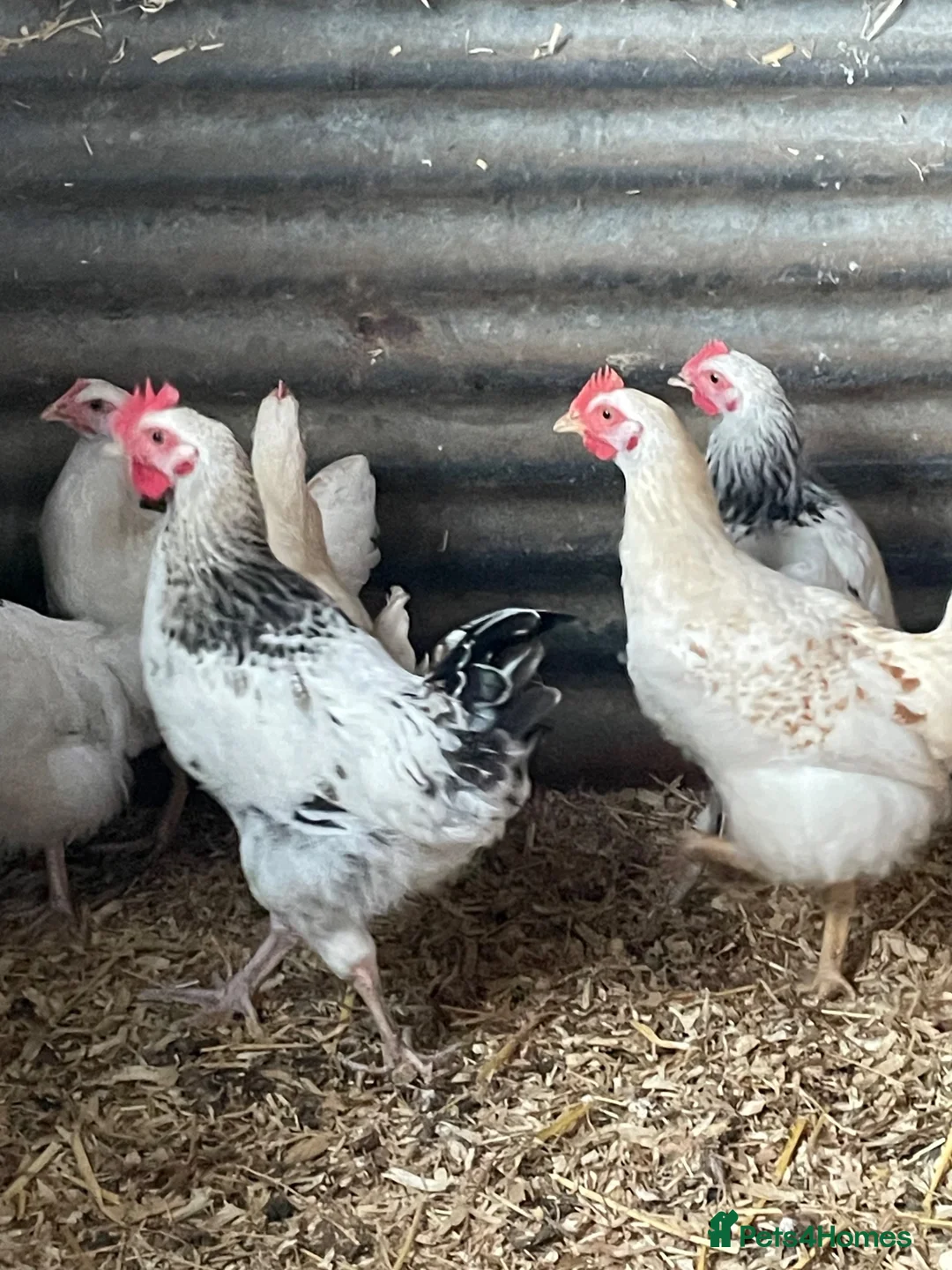 Hens poultry for sale: Light Sussex pure and crossed - Advert 2