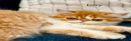 Persian cats for sale: 3 perisan kittens available - Advert 11