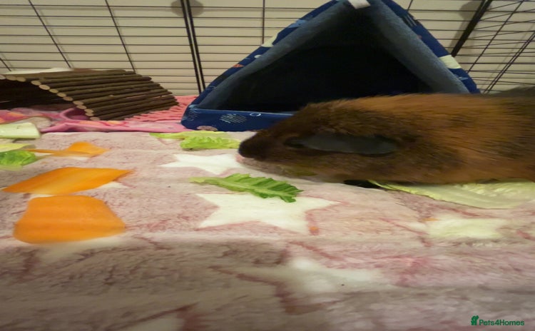 Guinea Pig rodents - Advert 4