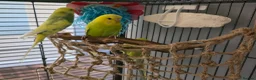 Budgerigars birds for sale: Budgies  - Advert 1