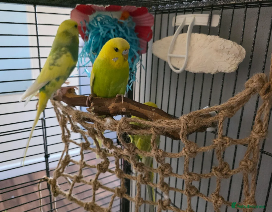 Budgerigars birds for sale: Budgies  - Advert 1
