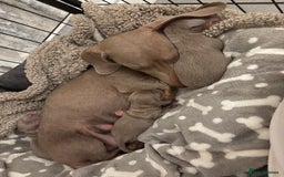 Miniature Dachshund dogs for sale: Beautiful Isabella & Tan miniature dashchunds✨🐾 - Image 12