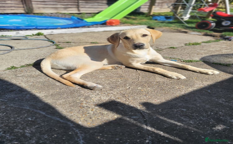 Labrador Retriever dogs - Advert 3