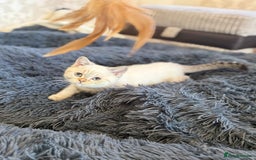 British Shorthair cats for sale: British shorthair kittens TICA ready NOW  - Image 5