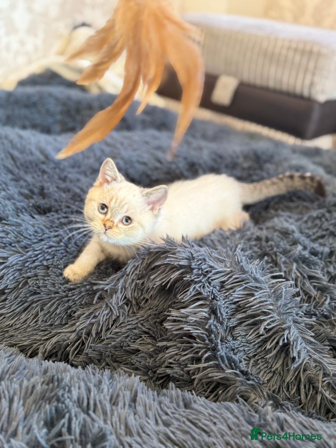British Shorthair cats for sale: British shorthair kittens TICA ready NOW  - Image 5