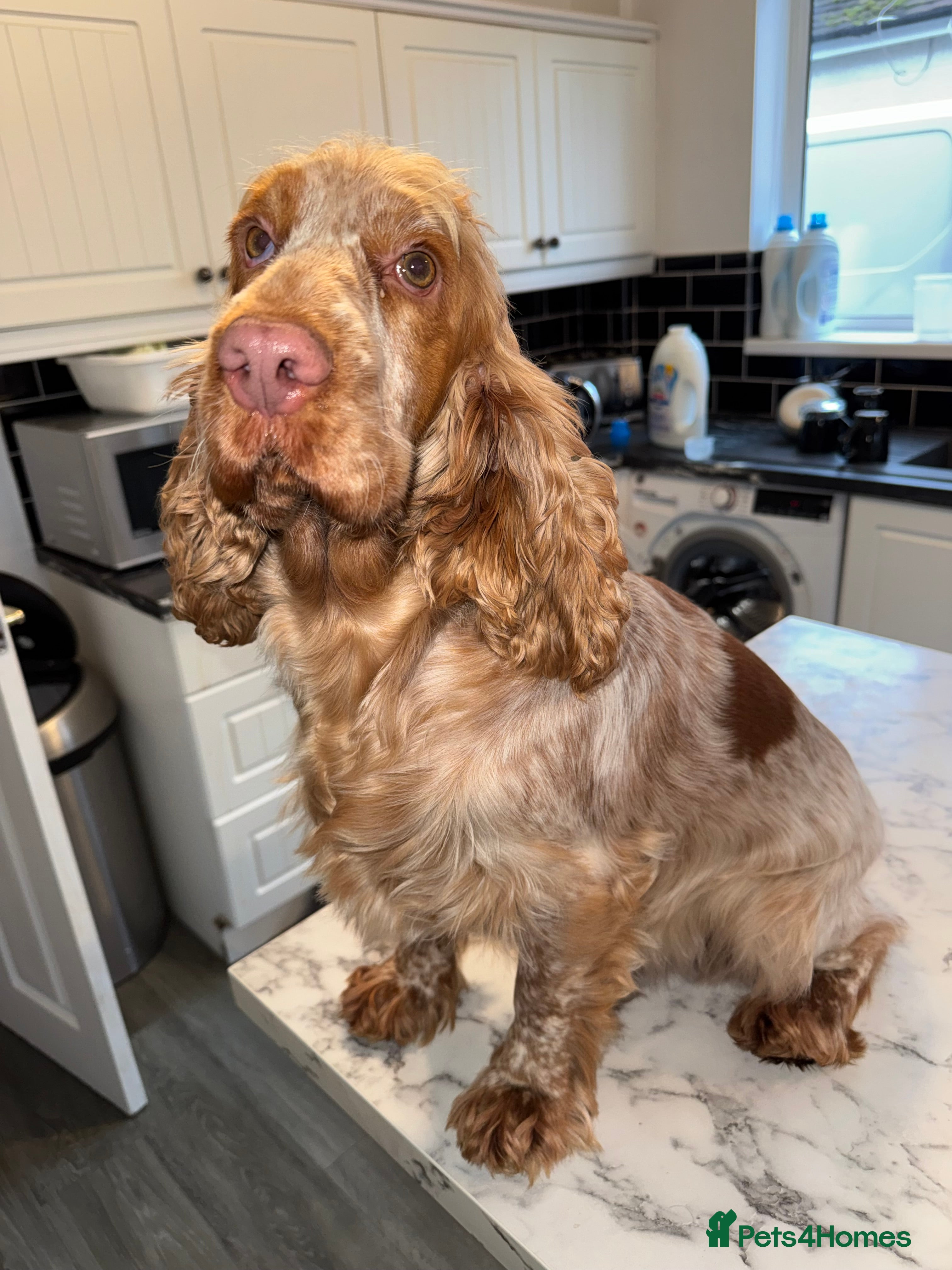 Cocker Spaniel dogs Girl Orange roan stunning cocker spaniel  - Advert 1