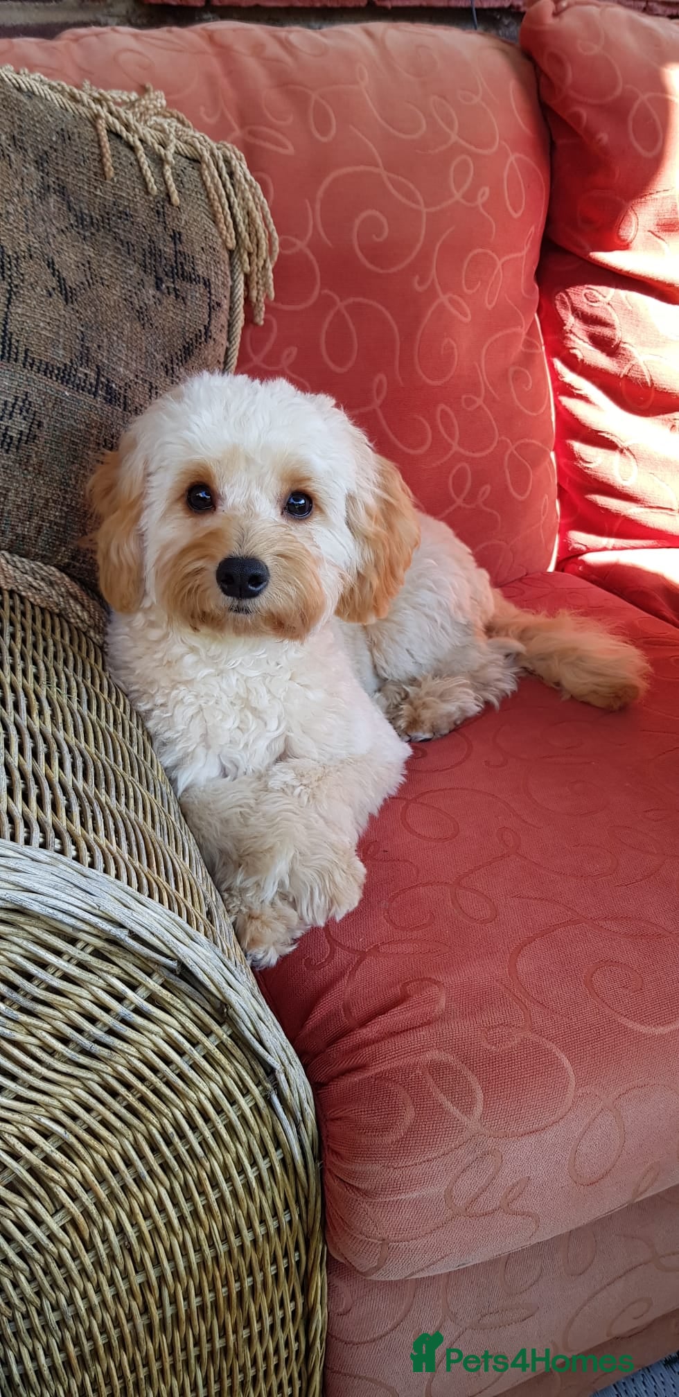 Cockapoo dogs Beautiful Hudson needs a loving forever home  - Advert 2