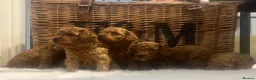 Cavapoo dogs for sale: Stunning deep red TOY cavapoo pups - Advert 25
