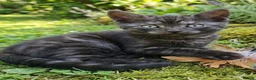 Bengal cats for sale: Beautiful Bengal x Korat kittens  - Advert 12