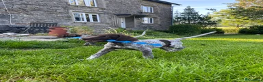 German Shorthaired Pointer 2