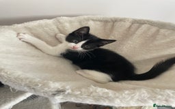 Mixed Breed cats for sale: Mixed  - Image 4