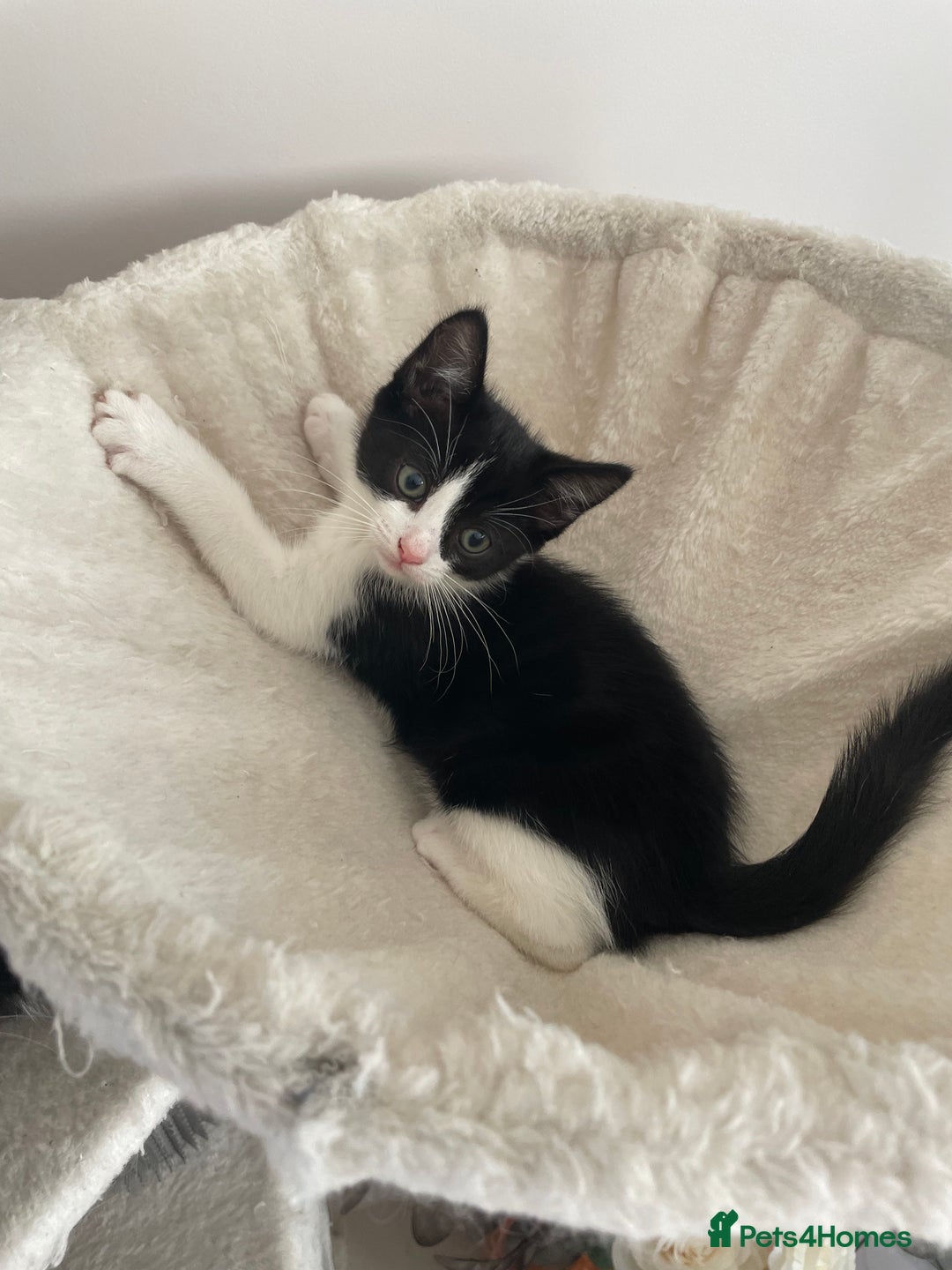 Mixed Breed cats for sale: Mixed  - Image 4