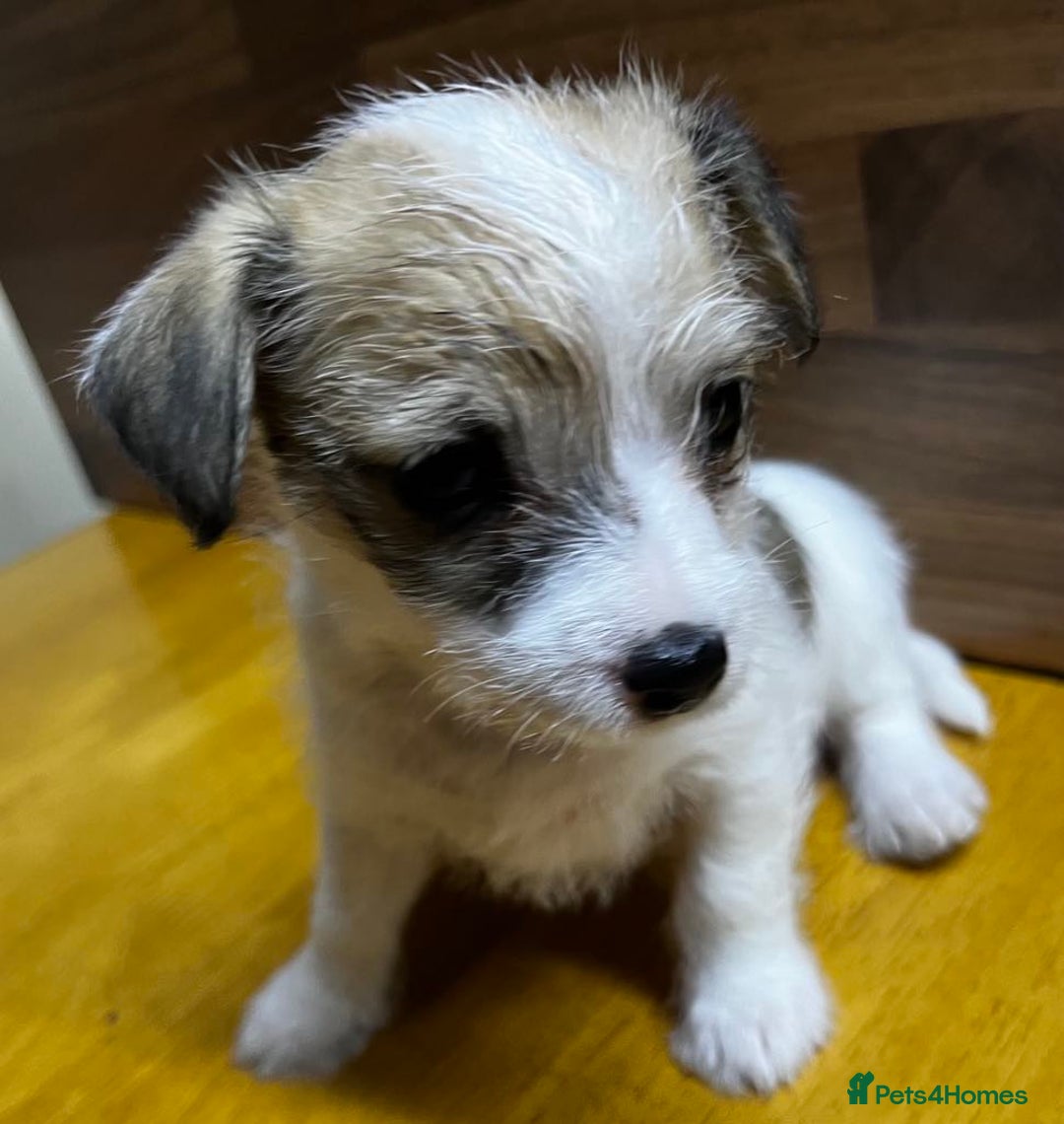 Mixed Breed dogs for sale: Jack Russell with a hint of Bichon Frise. - Image 11