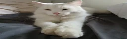 Ragdoll cats for sale: Tortie Ragdoll and Ragdoll x Turkish Angora  - Advert 9