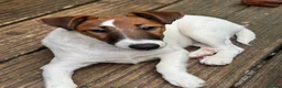 Fox Terrier dogs for sale: Pickle  in Braintree - Advert 3