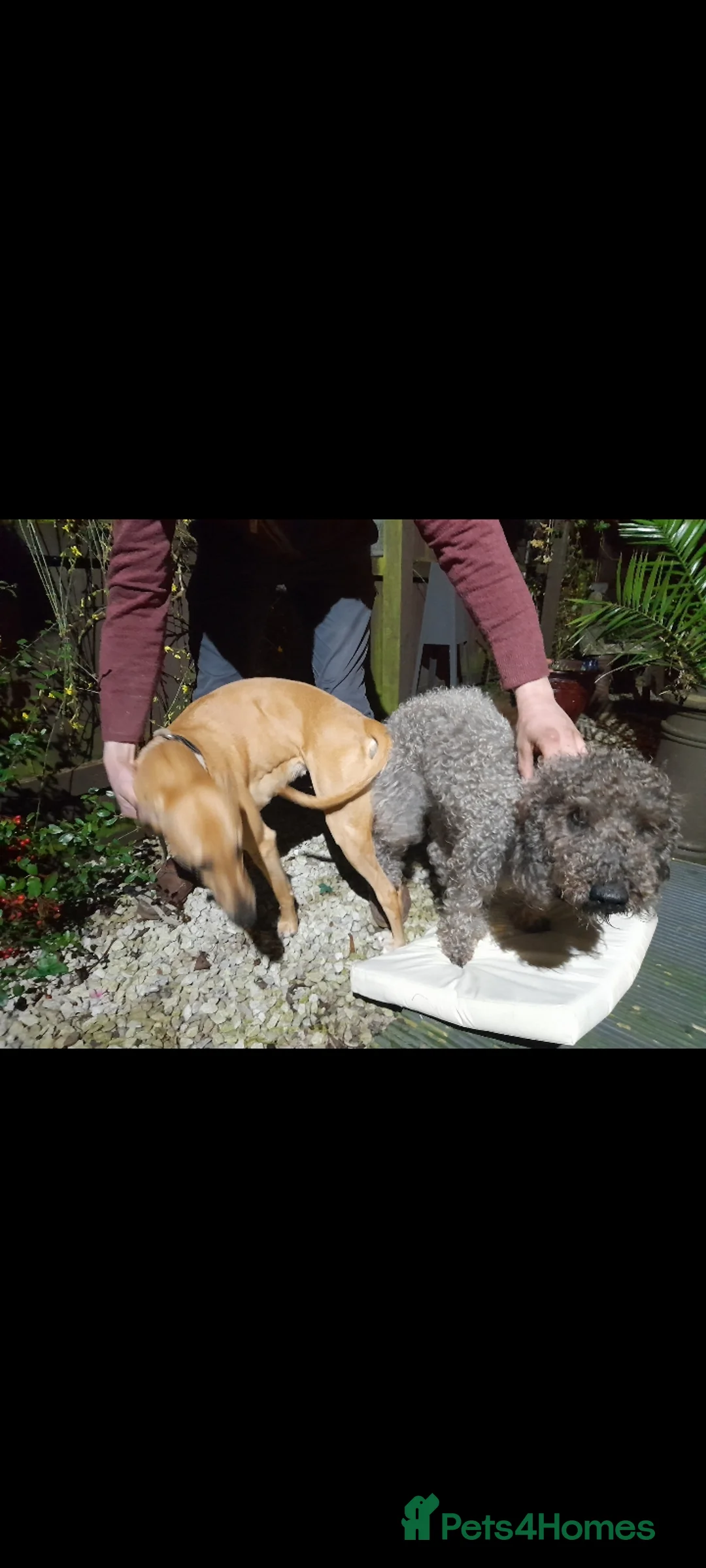 Bedlington Terrier dogs for stud: Blue.  Bedlington terrier for stud  CT Clear   in Chesterfield - Advert 11
