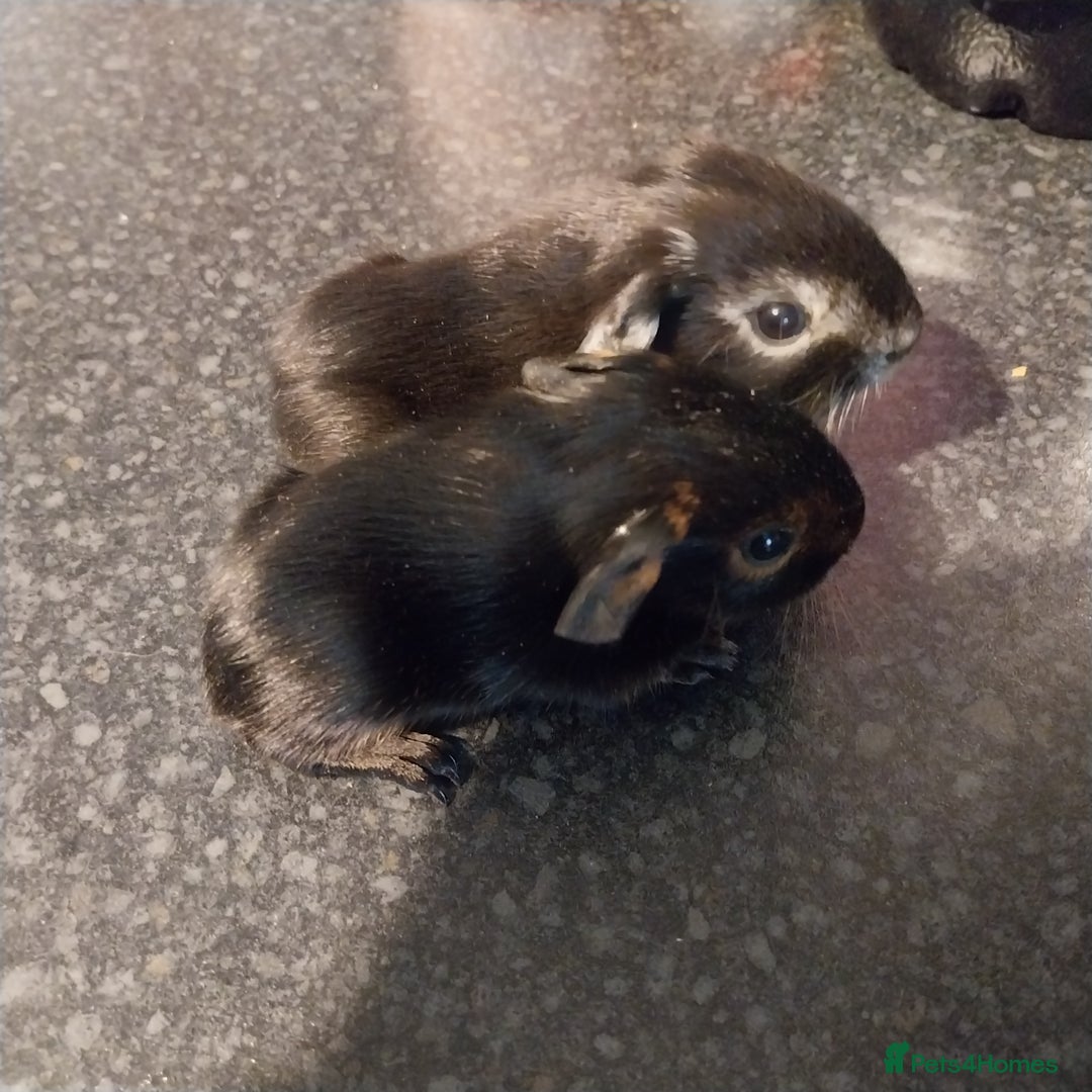 Guinea Pig rodents for sale: Multiple Guinea Pigs for sale - Advert 3