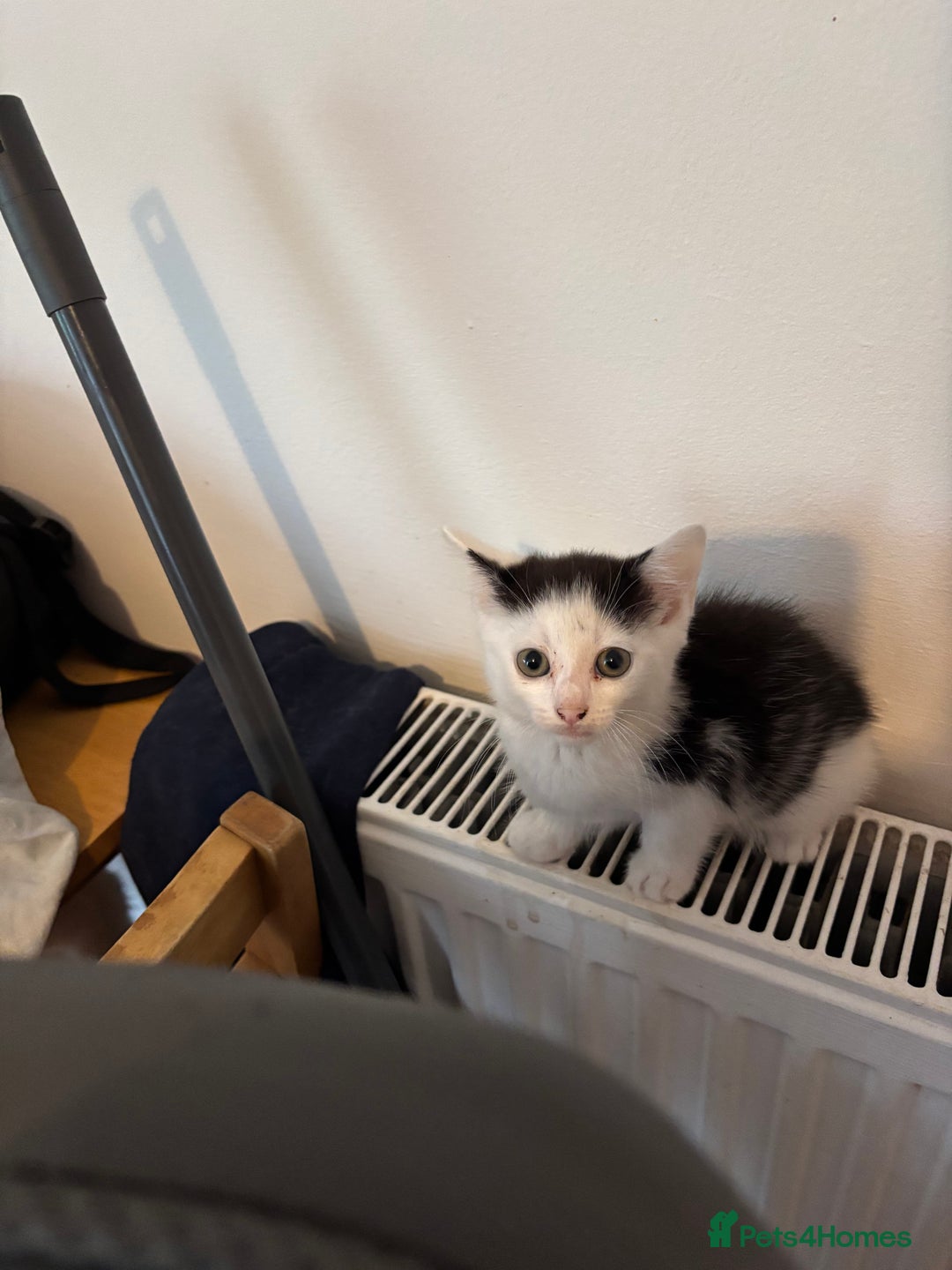 Mixed Breed cats for sale: 3 kittens looking for there forever home  - Image 3