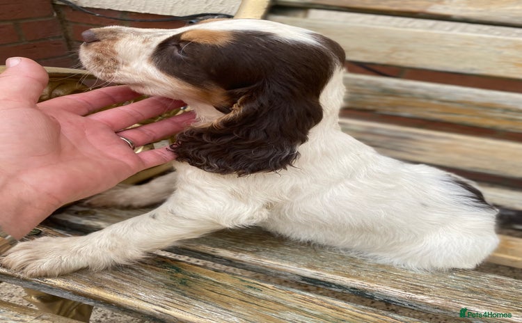 Cocker Spaniel dogs - Advert 4