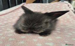 Mini Lion Lop rabbits for sale: 8 Beautiful Lion Lop Bunnies available to reserve. - Image 4