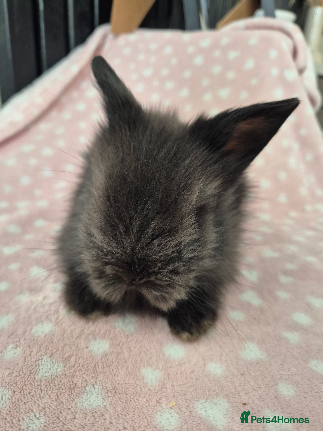 Mini Lion Lop rabbits for sale: 8 Beautiful Lion Lop Bunnies available to reserve. - Image 4