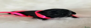 Labrador Retriever 4