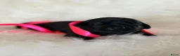 Labrador Retriever dogs for sale: Exceptional Health-Tested Purebred Labrador Puppys - Advert 8