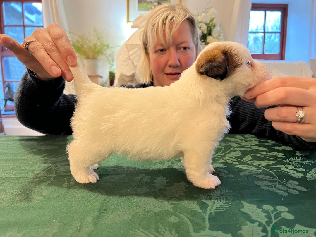 Jack Russell dogs for sale: KC registered  rough coated Jack Russell pups - Advert 24