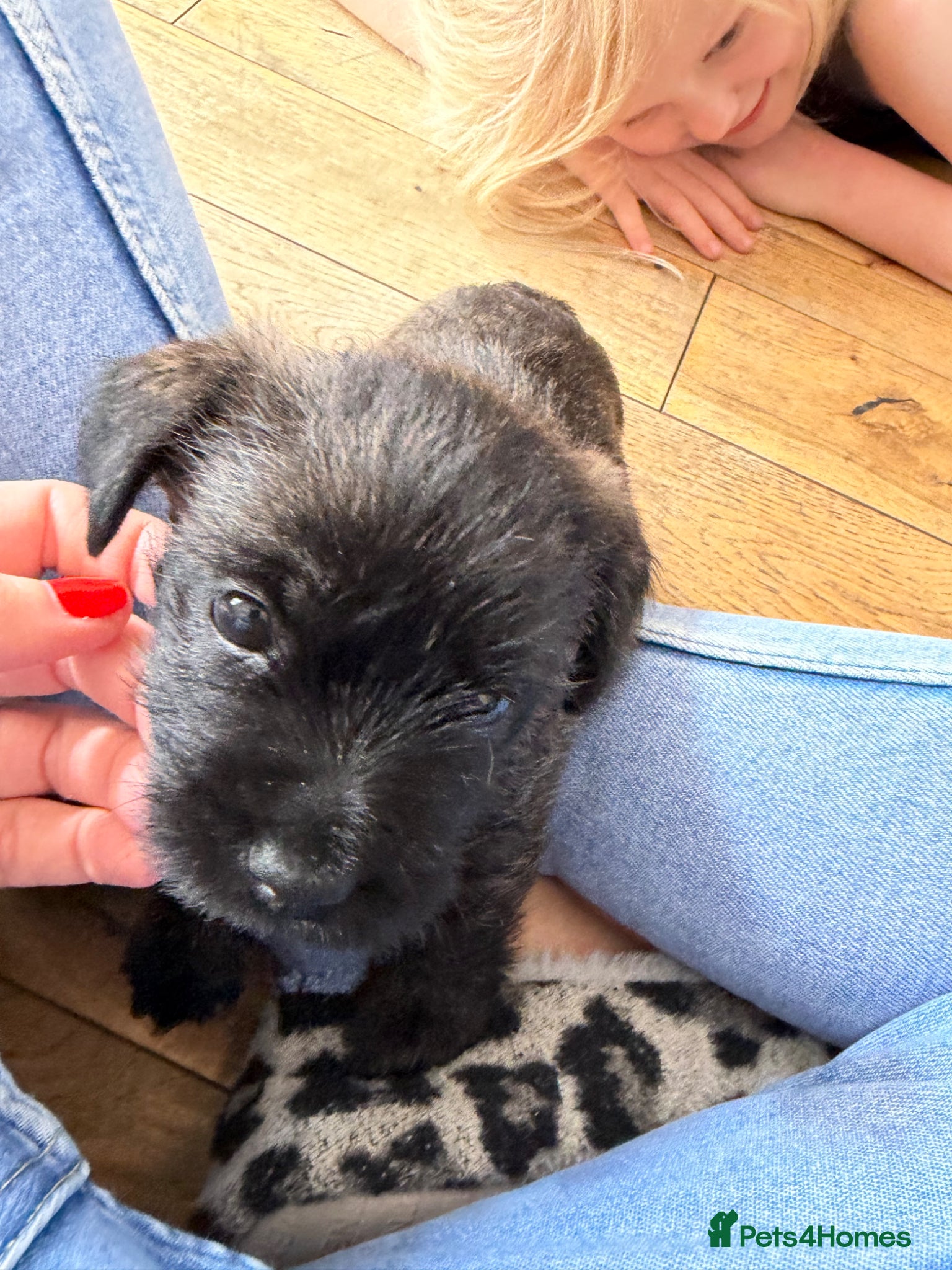 Cairn Terrier dogs for sale: Cairn Terrier Puppies in Doncaster - Advert 7