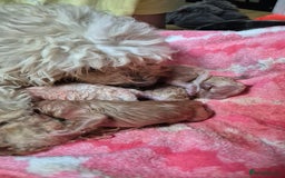 Mixed Breed dogs for sale: Cavapochon puppies  - Image 4
