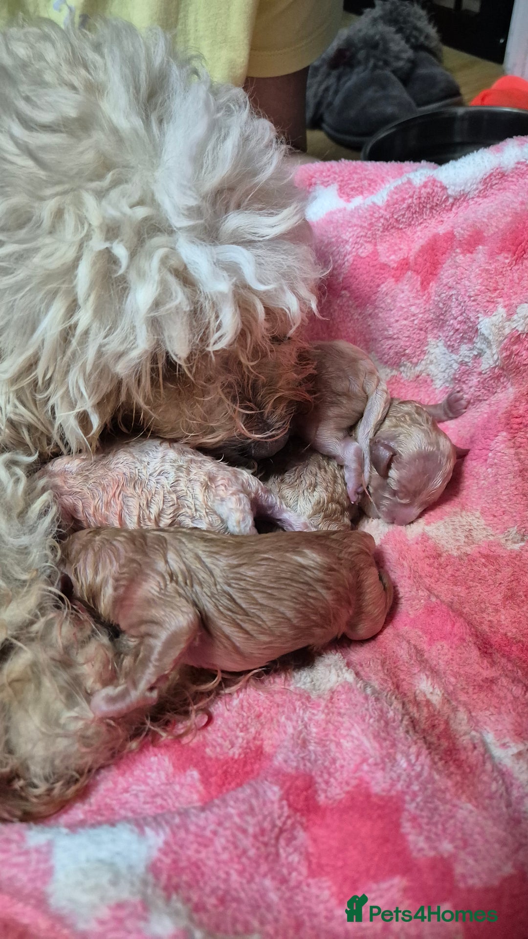 Mixed Breed dogs for sale: Cavapochon puppies  - Image 4