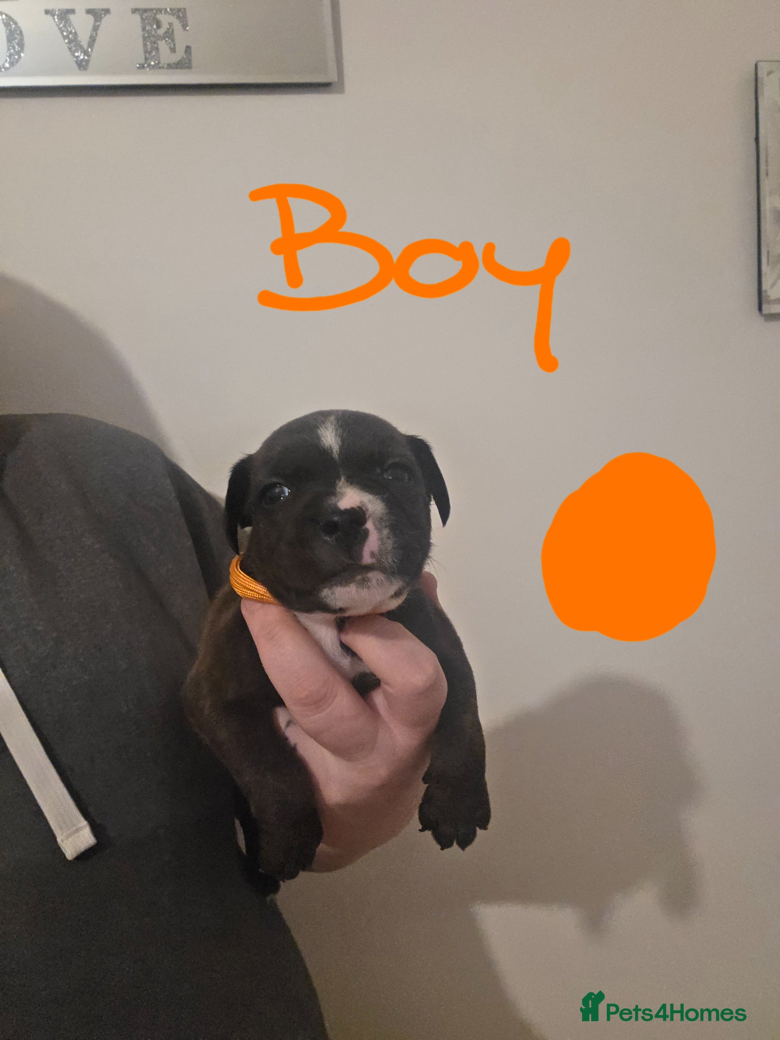 Staffordshire Bull Terrier dogs Staffordshire bull terrier pups  - Advert 11