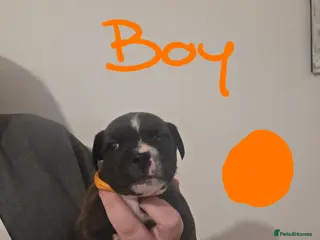 Staffordshire Bull Terrier dogs Staffordshire bull terrier pups - Advert 11