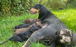 Mixed Breed dogs for sale: Vizlador x Weimaraner puppies - Image 25